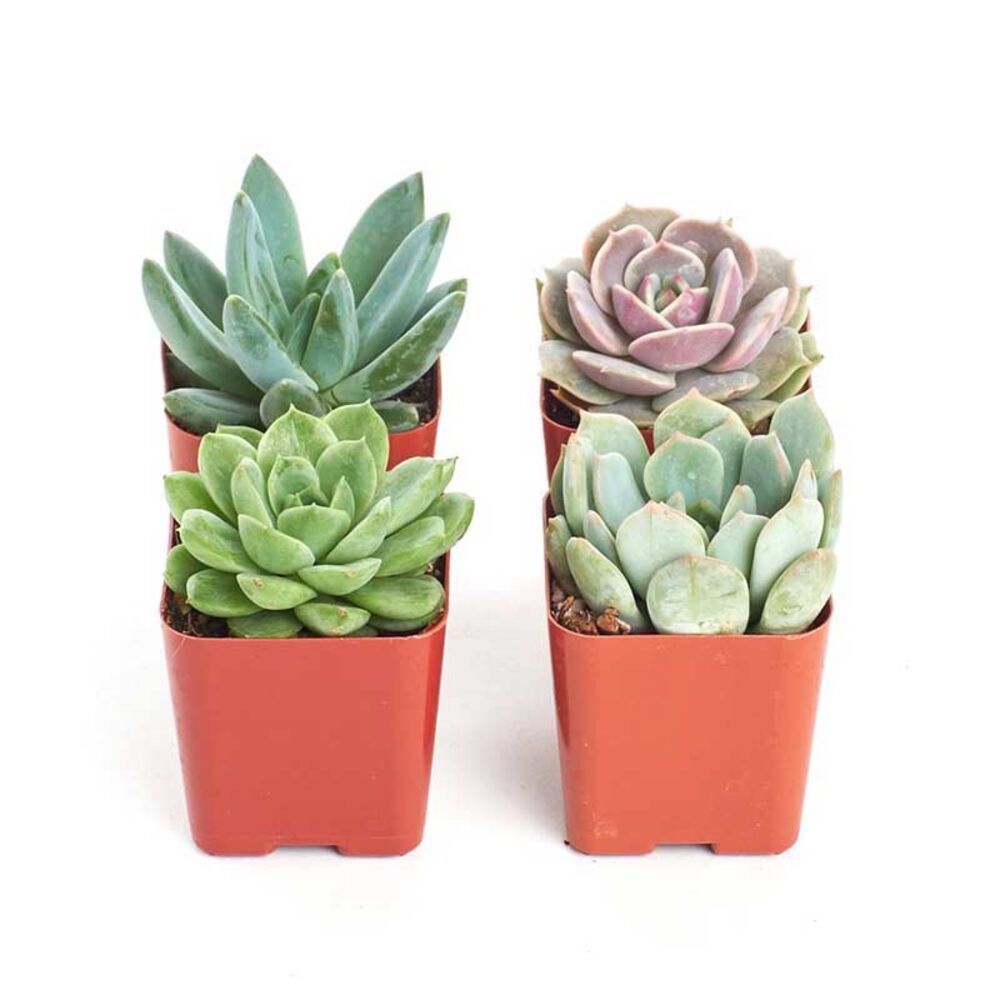 image of 4.5 in Assorted Succulent, May Vary