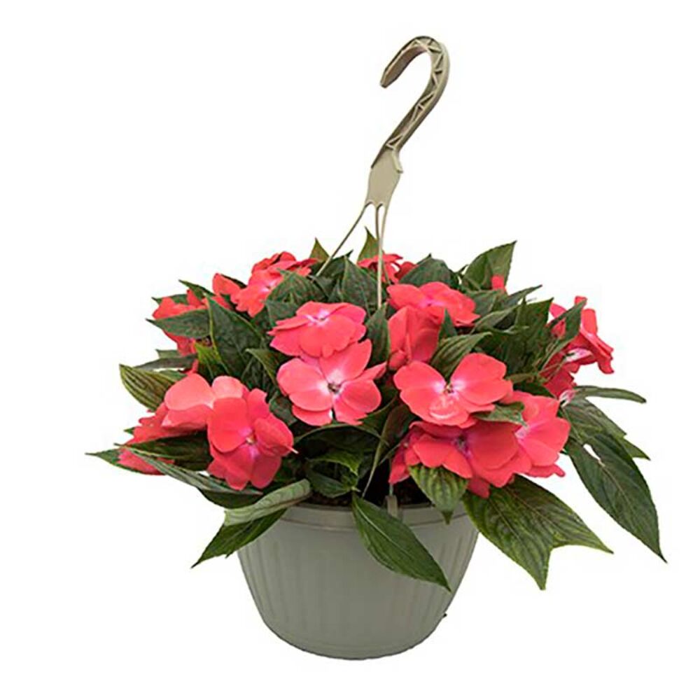 image of 10 in Fancy Hanging Basket