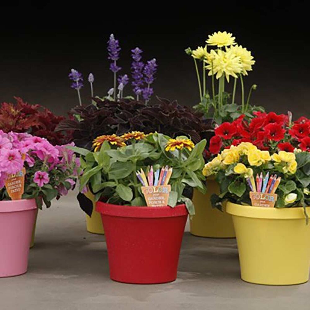 image of 8 in Color Your Garden