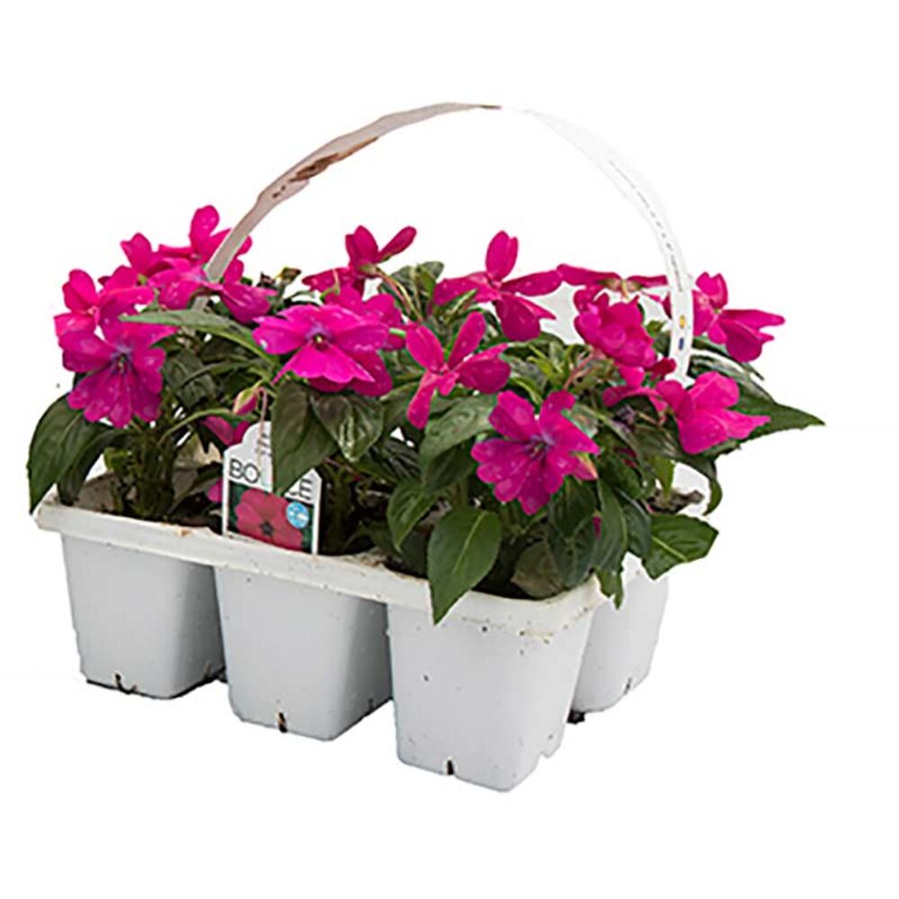 image of 306 Premium Annuals
