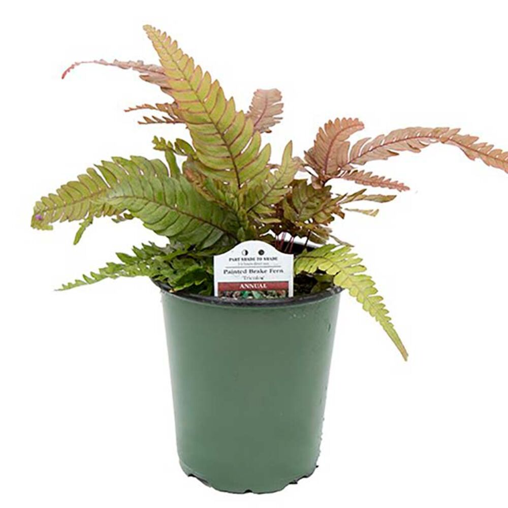 image of 5 in Tropical Fern