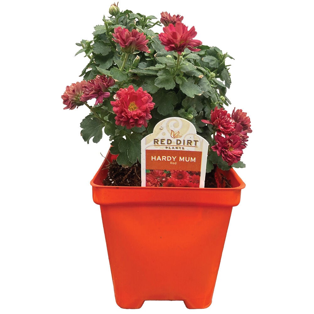 image of Assorted Garden Mums, 4 in