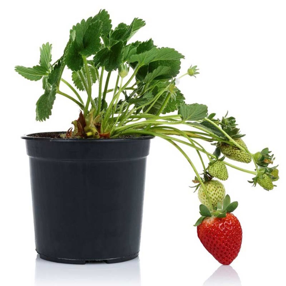 image of 1 in Strawberry Clump