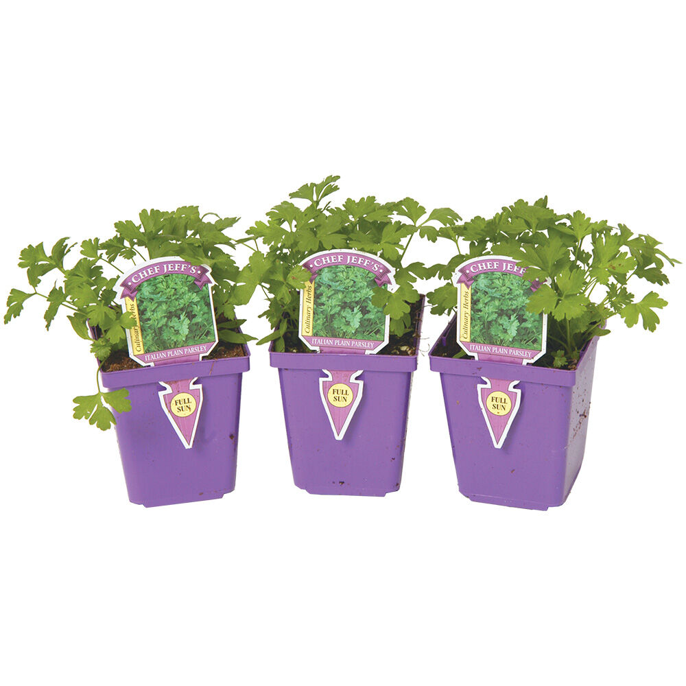 image of Assorted 4 in Chef Jeff Herb Starters (Style May Vary)