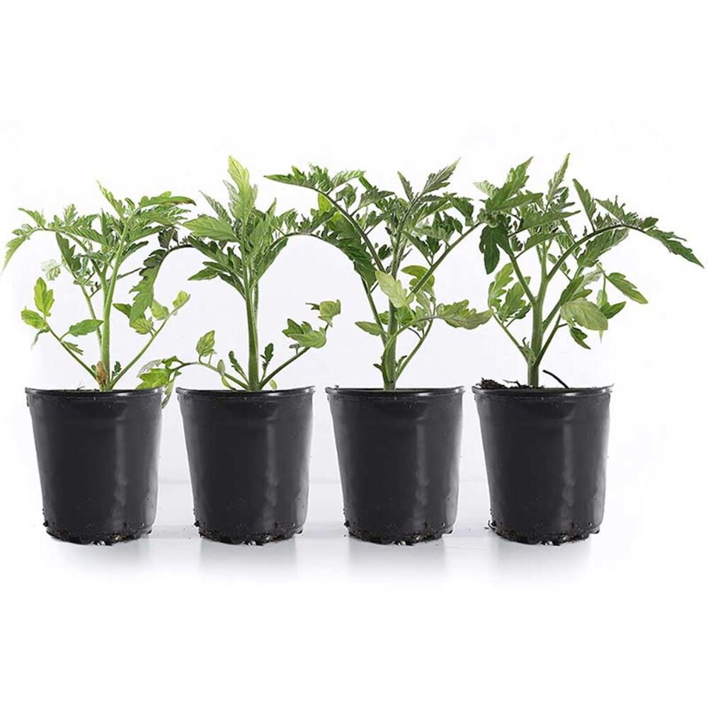 image of 1 gal Patio Tomato
