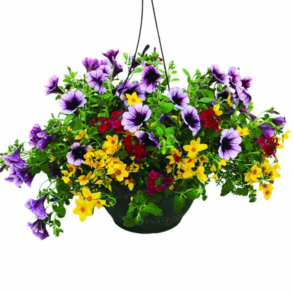 image of 14 in Hanging Plant Basket