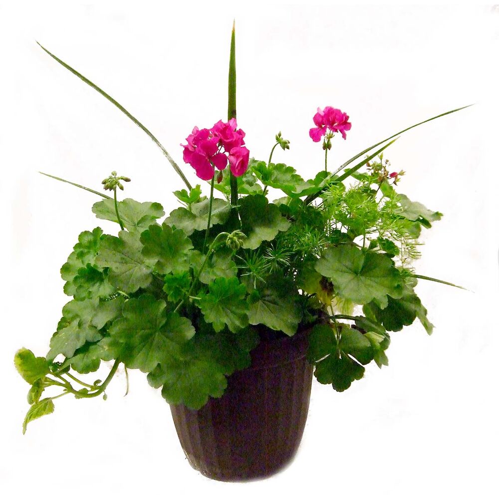 image of 12 in Spring Garden Flower Pot