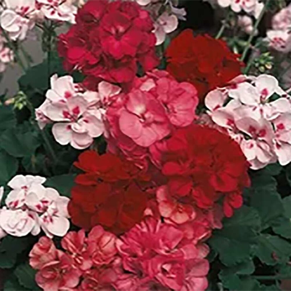 image of 12 in Geranium in Brown Pot