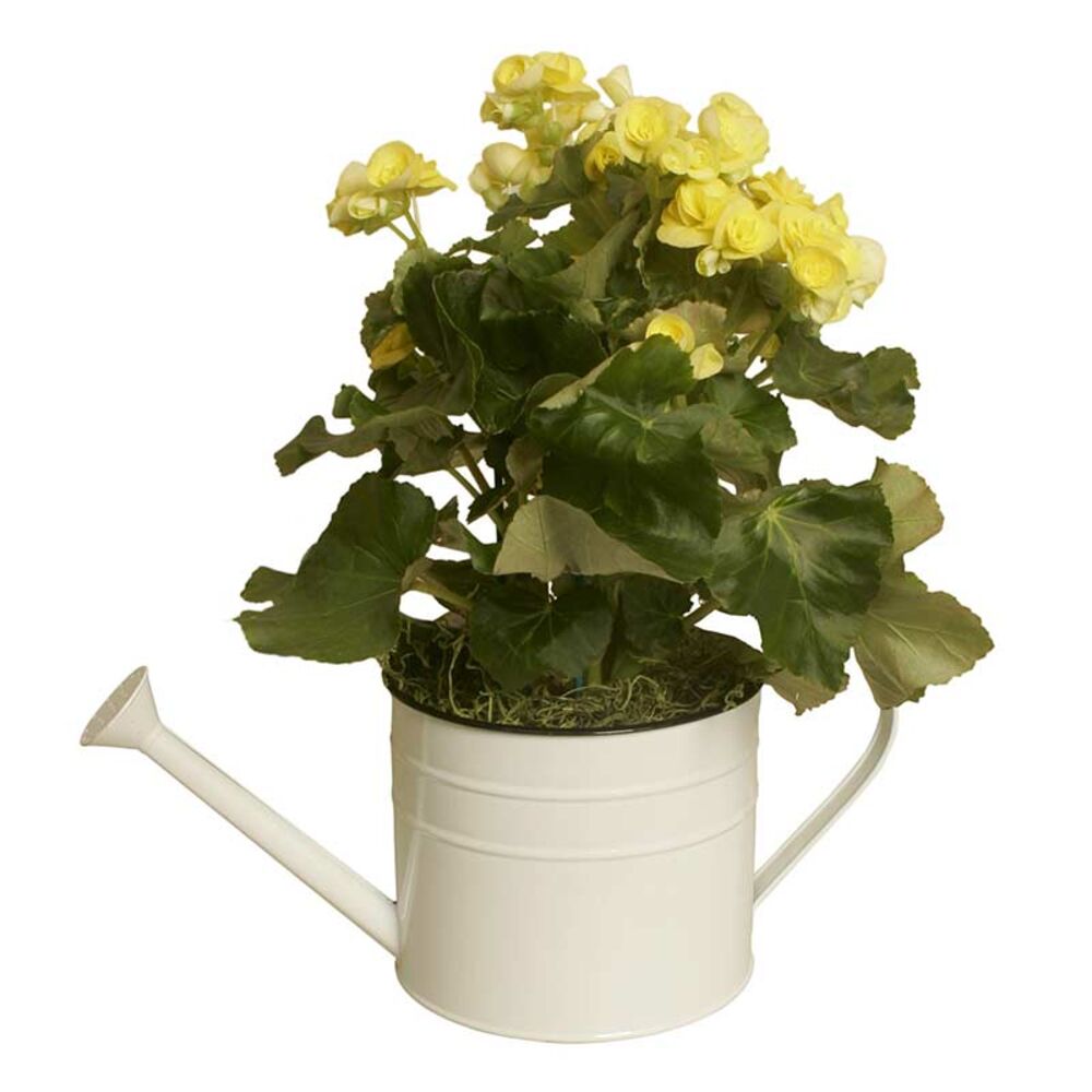 image of Flowers in Watering Can Planter