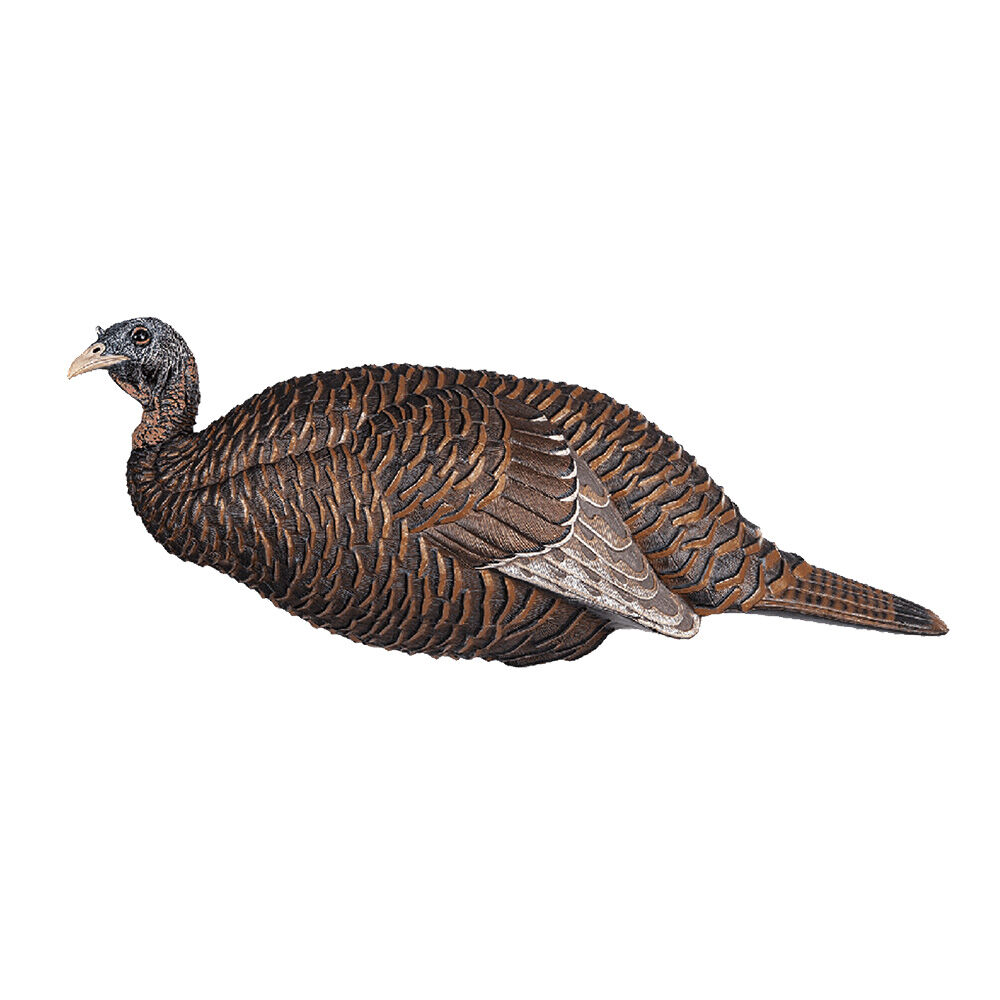image of Thunder Chick Breeder