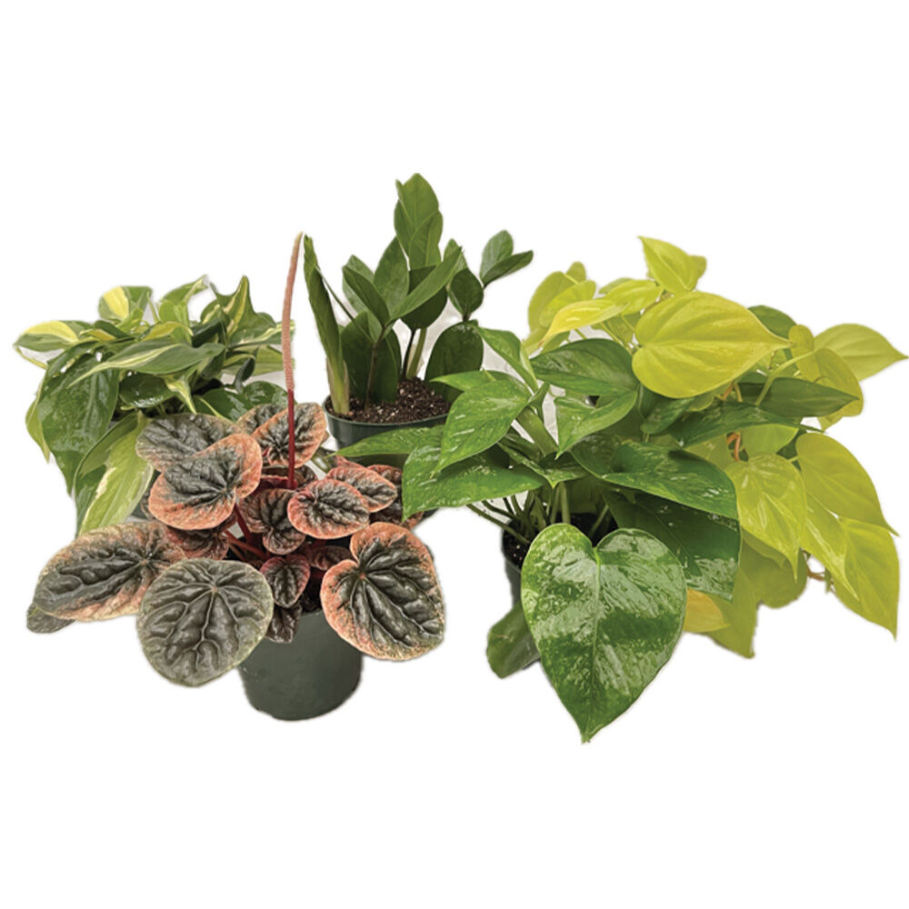 image of Assorted Houseplant, 4 in