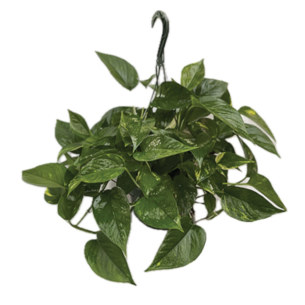image of 8 in Assorted Houseplant, May Vary