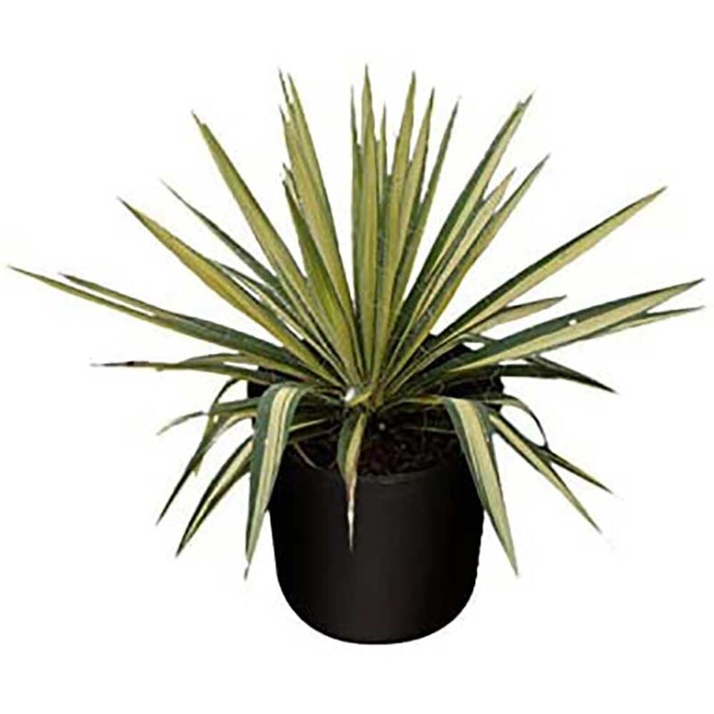 image of 3 gal Yucca