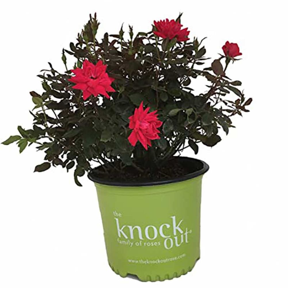 image of 2 gal Knockout Rose