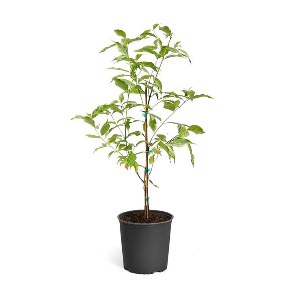 image of 5 gal Dogwood Tree