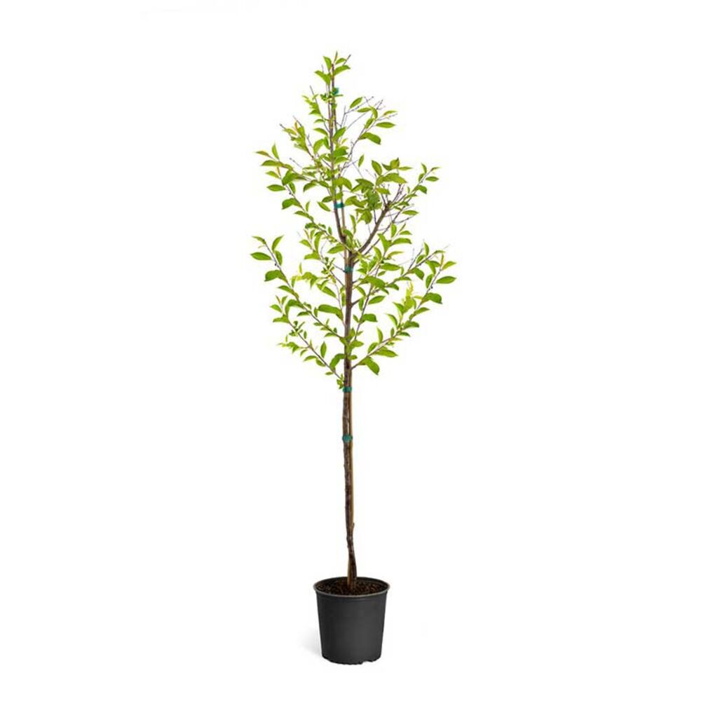 image of 5 gal Cherry Tree