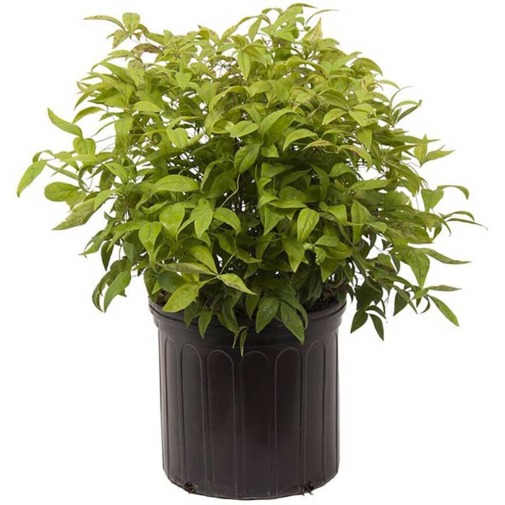 image of 3 gal Nandina