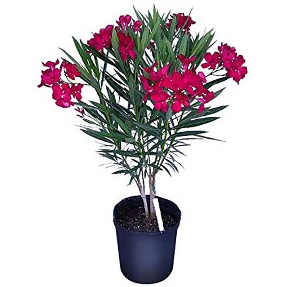 image of 3 gal Oleander