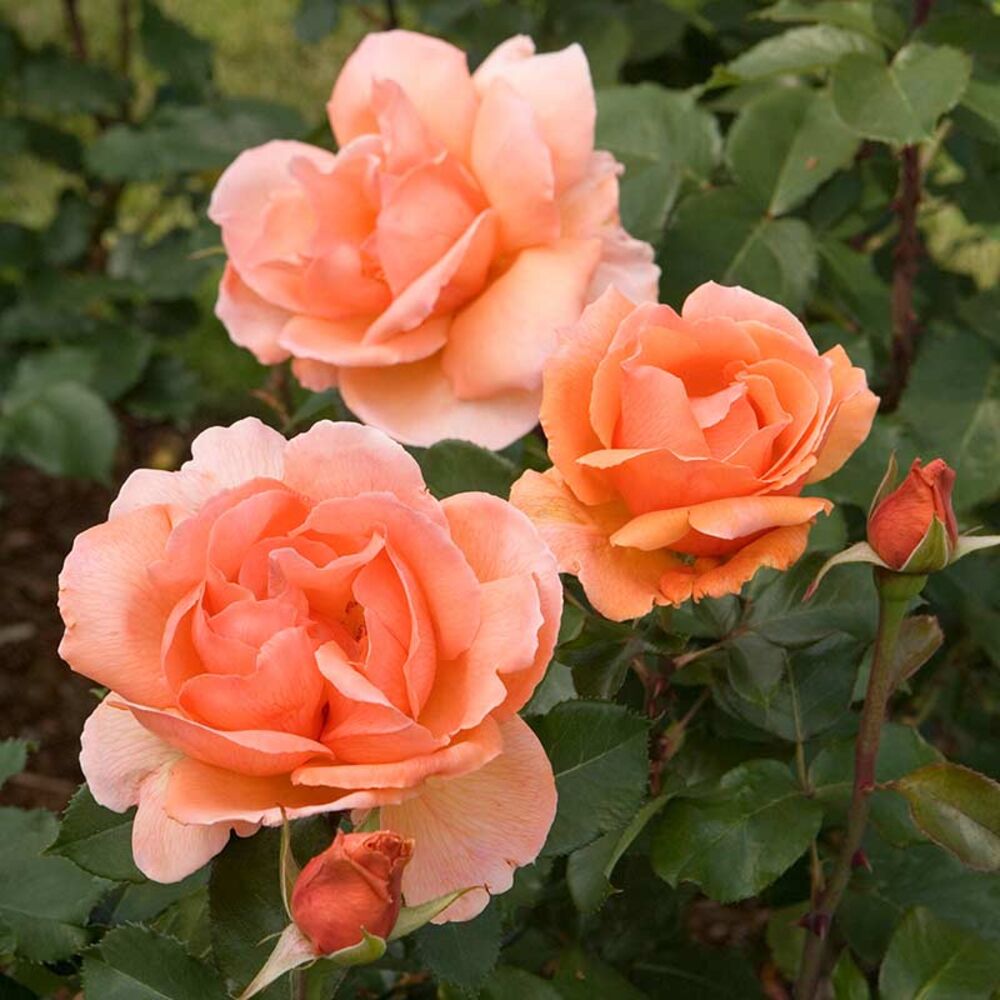 image of Fragrant Rose Collection