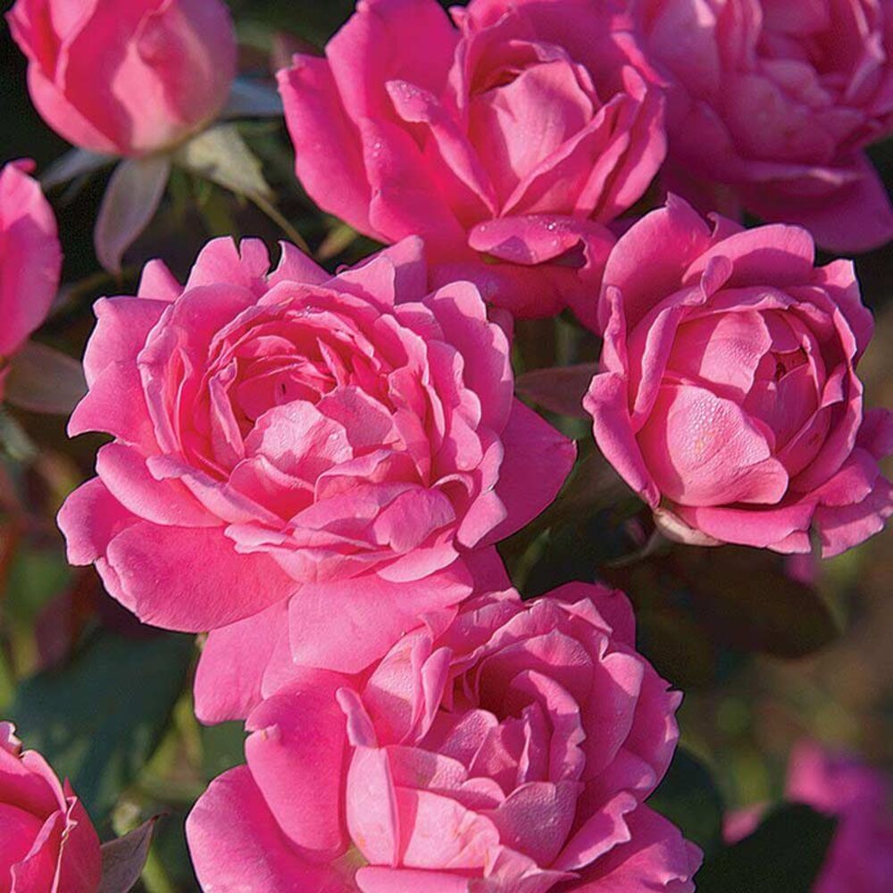 image of Packaged Knockout Rose