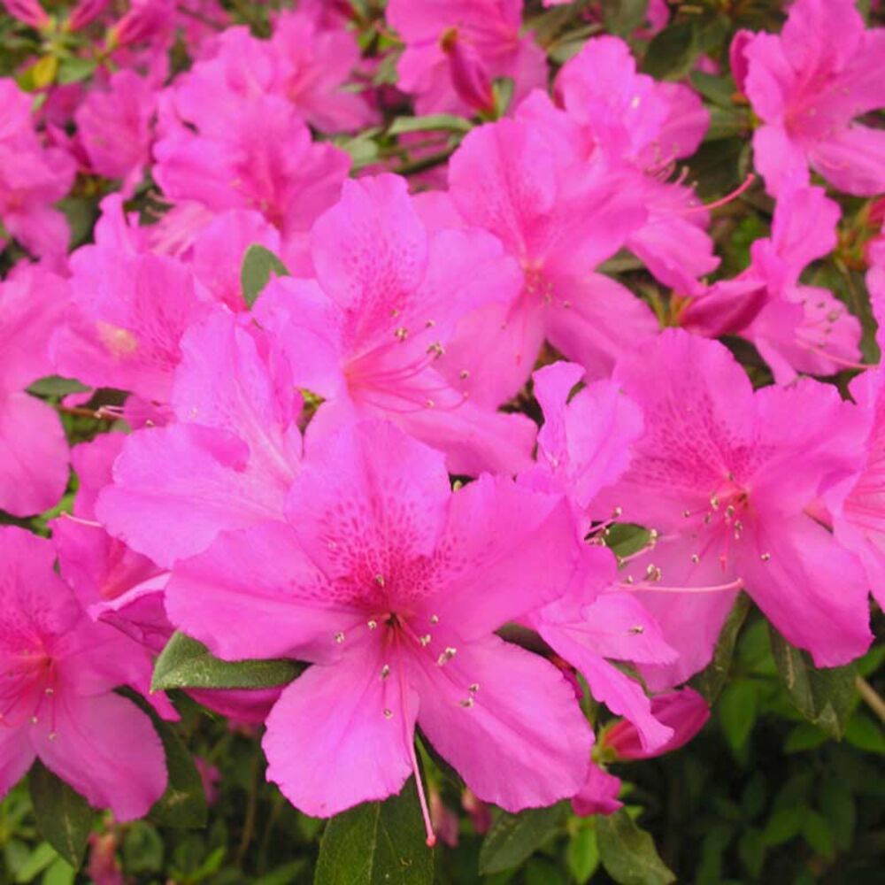 image of Autumn Collection Azalea