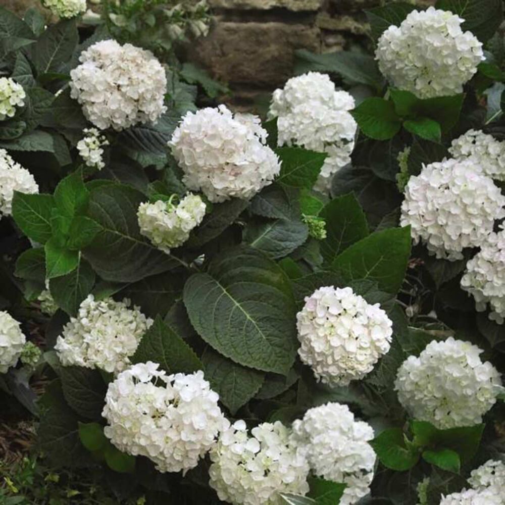 image of Hydrangea
