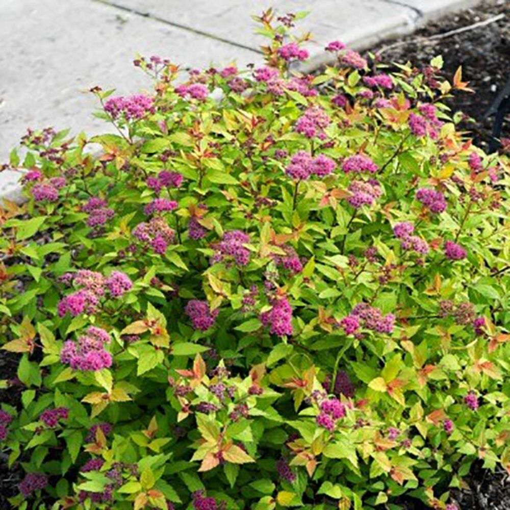 image of 1P Flowering Shrub