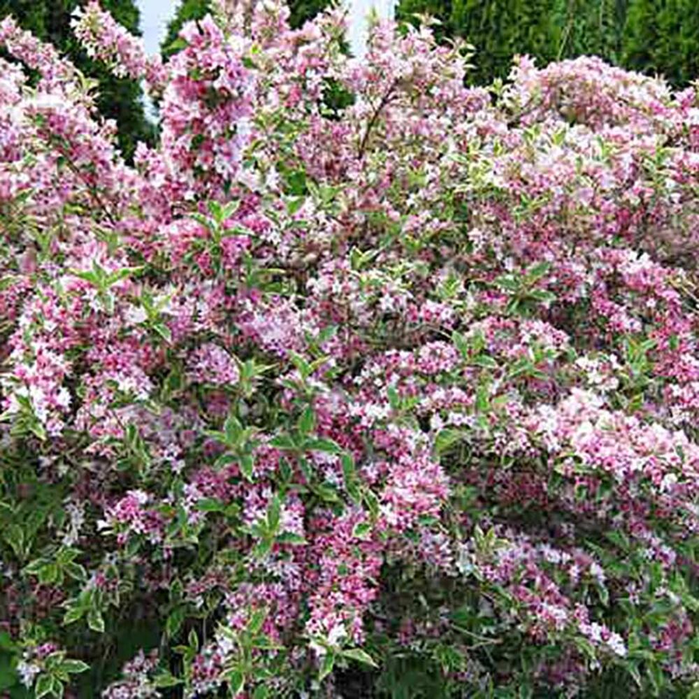 image of 1P Deluxe Flowering Shrub