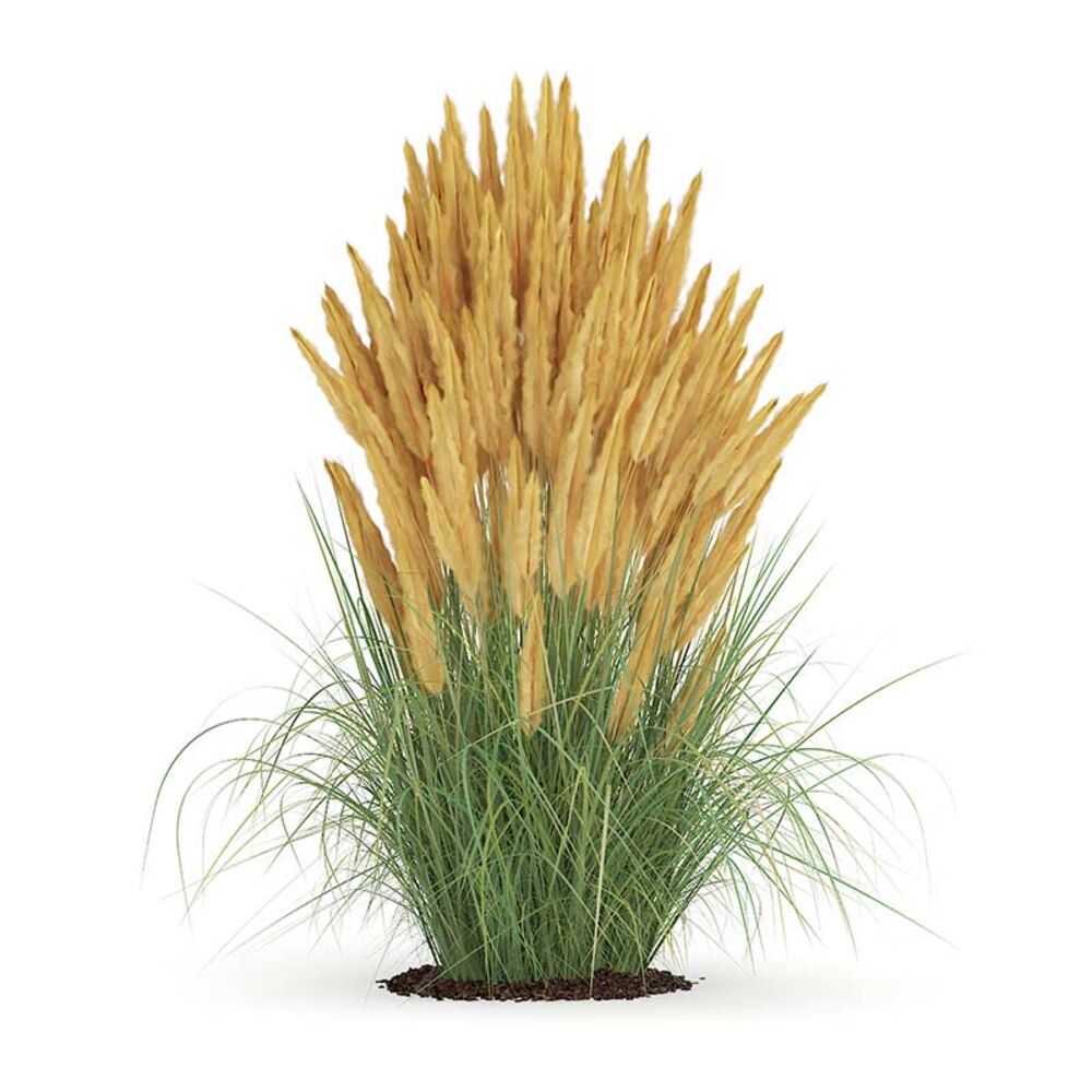 image of 1P Ornamental Grass