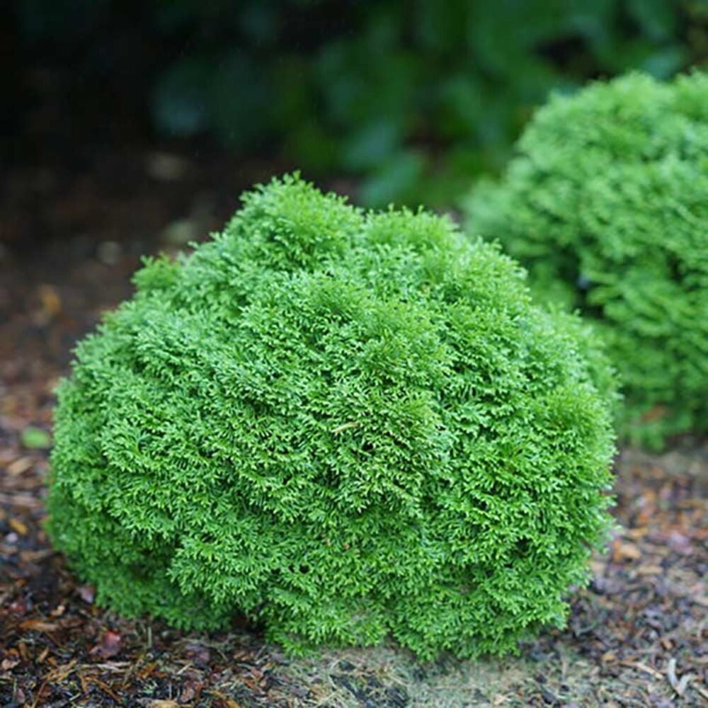 image of 8 in Branded Shrub