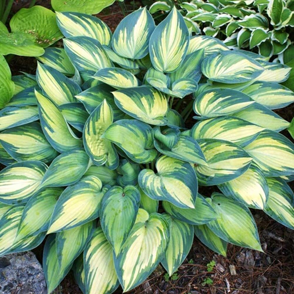 image of 3P Hosta