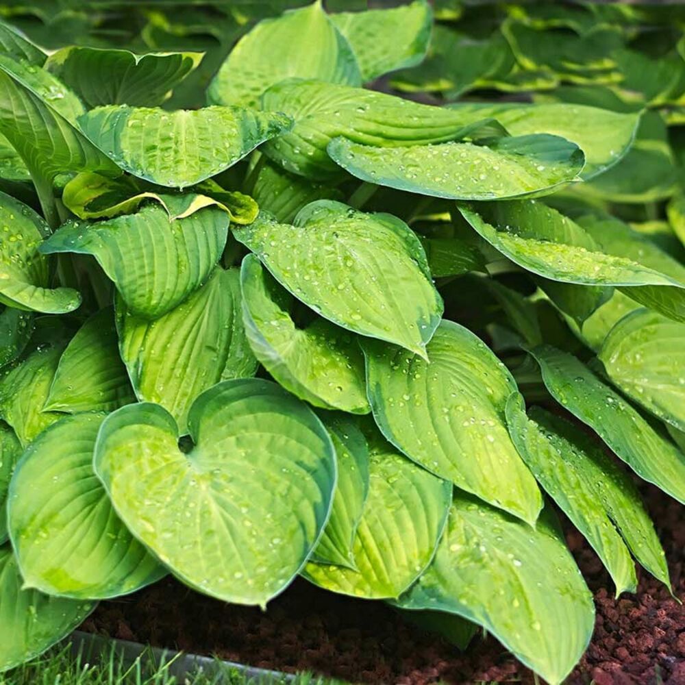 image of 1P Hosta