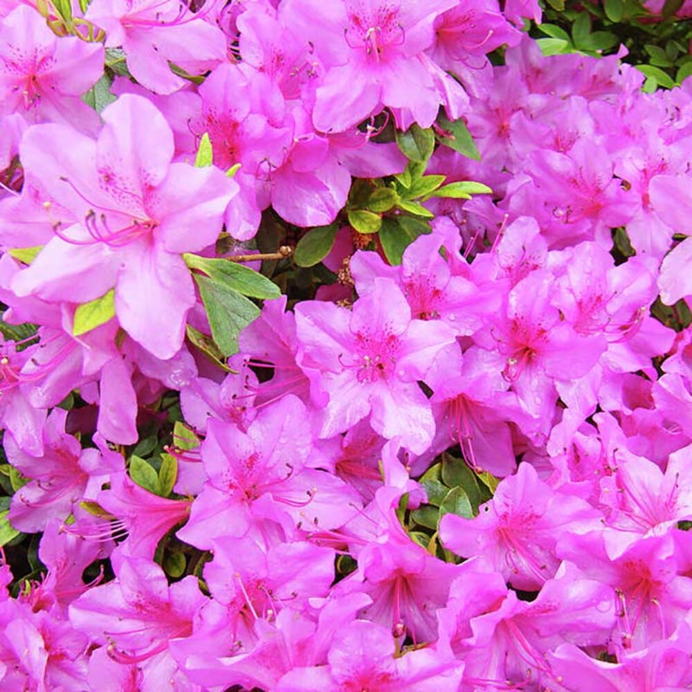 image of 3P Azalea
