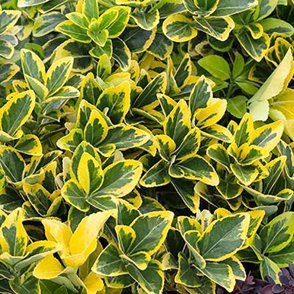 image of 1P Euonymus