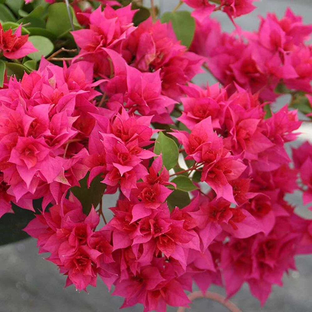 image of 3P Bougainvillea