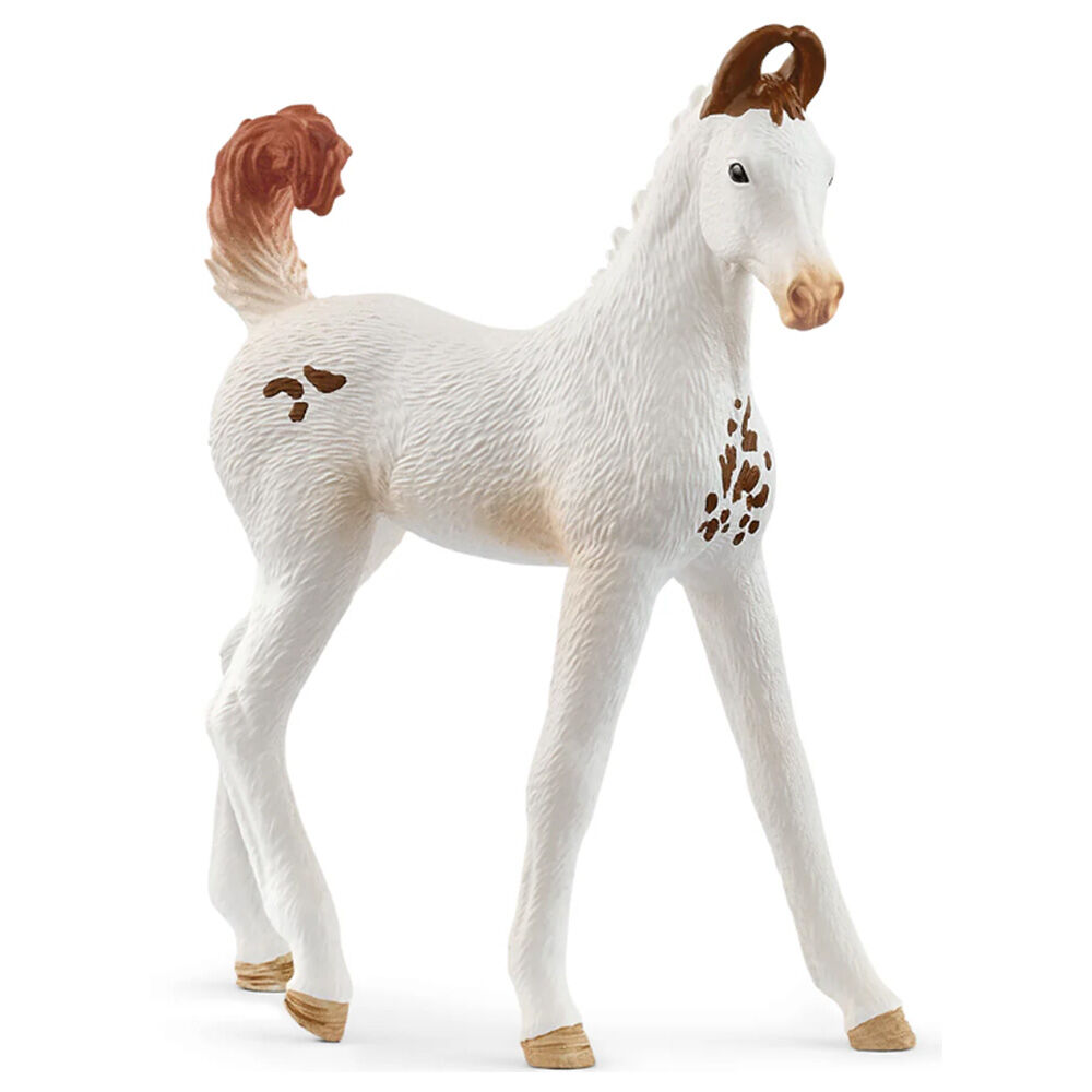 image of Marwari, foal