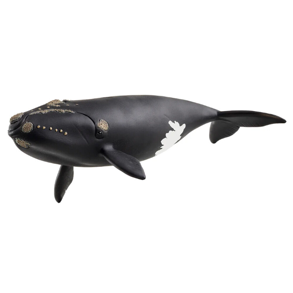 image of North Atlantic Right Whale