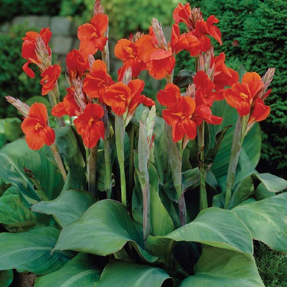 image of Canna Lilly Bulbs