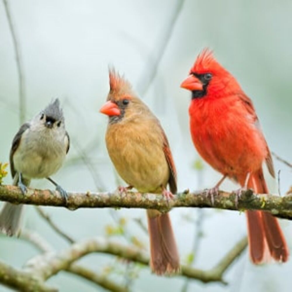 Wild Bird